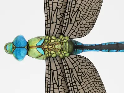 Anax Imperator 3D model