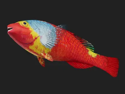 Wrasse Low-poly 3D model
