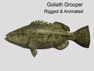Goliath Grouper Realistic Animated Low-poly 3D model