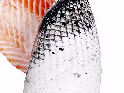 Salmon Filet 3D model