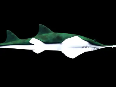 Saw Shark 3D model