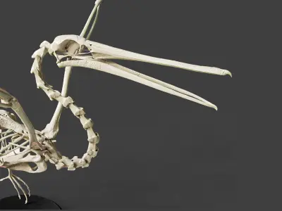 Realistic Pelican Skeleton 3D model