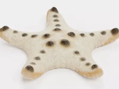 -Chocolate Chip Starfish - Rigged- 3D model