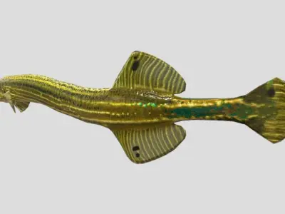 Trumpetfish Low-poly 3D model