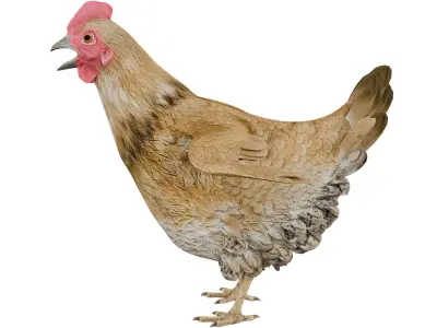 Chicken 3D model