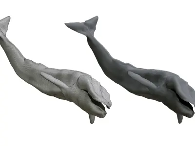 Blue Whale 3D Model Rigged Free low-poly 3D model