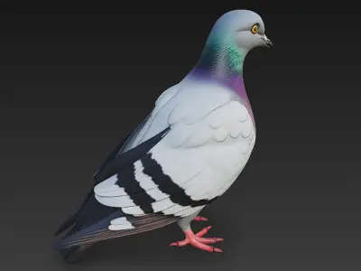 Pigeon  Realistic 3D Model Basic - Low Poly Realistic Low-poly 3D model