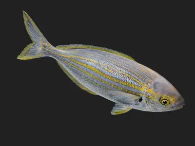 Porgy Low-poly 3D model