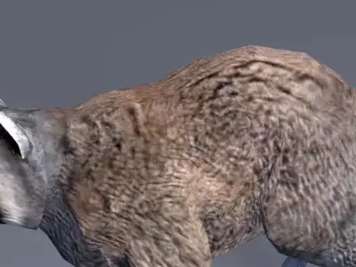 Raccoon Low-poly 3D model