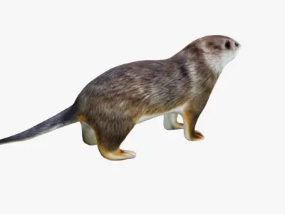 Otter Free 3D model