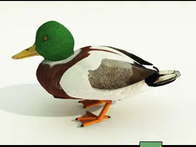 15 Ducks 15 Pond Ducks and Set 3D model