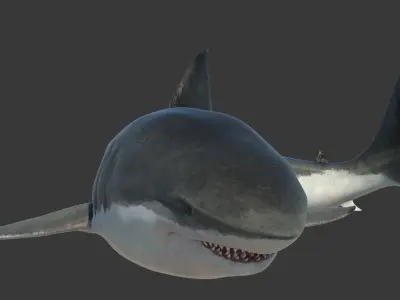 Great Shark White Rigged 3D model