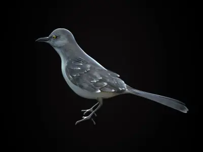 Mockingbird Low Poly Rigged with high quality texture Low-poly 3D model