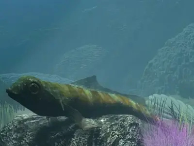 Tripterygion Fish Rigged Low-poly 3D model