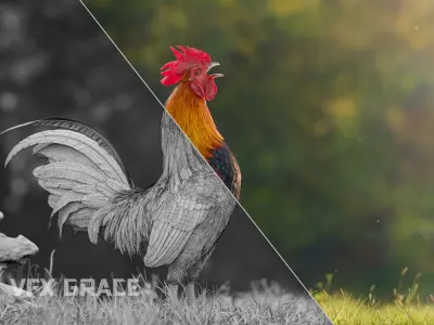 Black Cock Animated VFX Grace 3D model