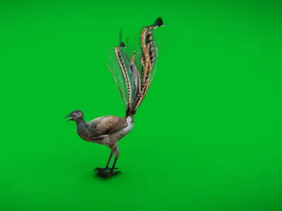Lyrebird Low-poly 3D model