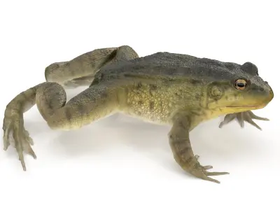 Swimming Northern Green Frog Rigged and Animated 3D model