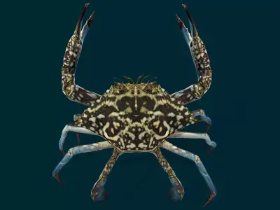 Swimmer Crab Animated Low-poly 3D model