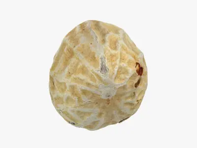 Single Peanut Shell 3D model