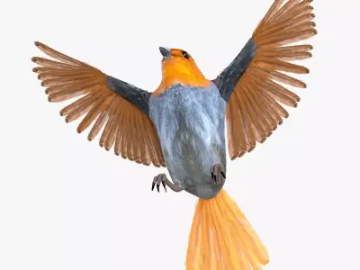 Finch bird rigged 3d model Low-poly 3D model