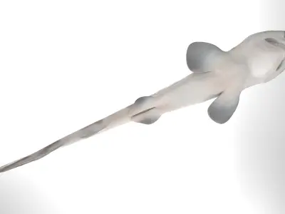 Blotchy Swell Shark 3D model