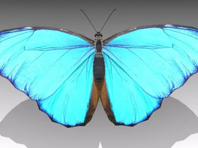 Blue Morpho Butterfly Low-poly 3D model