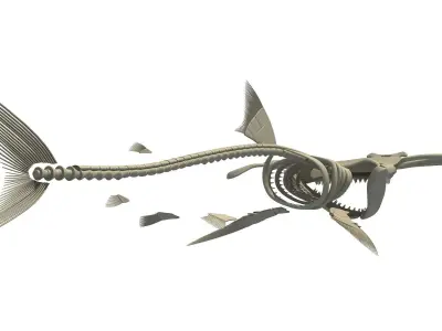 Hammerhead Shark Skeleton 3D model
