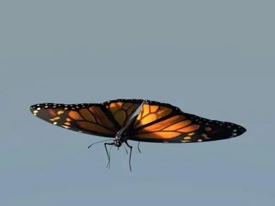 Monarch Butterfly Animated Rigged 3D model