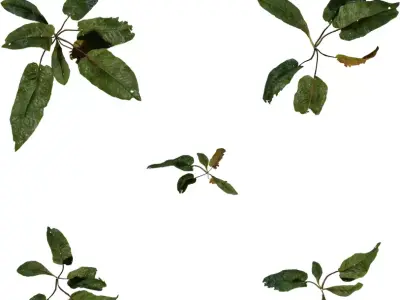 Broadleaf Ground Plant Sprig Pack Low-poly 3D model