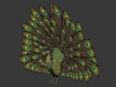 green peacock Low-poly 3D model