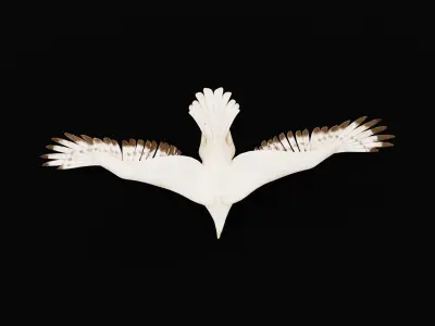 White Morph Gyrfalcon Bird Low-poly 3D model