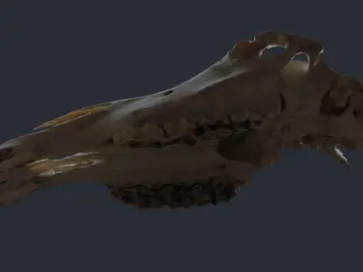 Horse Upper Skull Scan 3D model