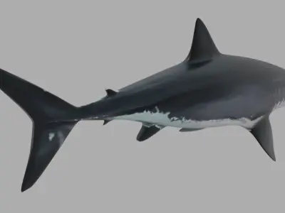 SHARK great Low-poly 3D model