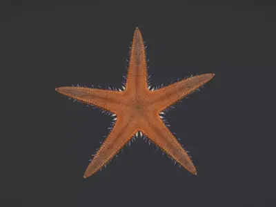 Realistic Sea Star - Starfish  Animated 3D model