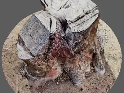 Tree Trunk for 3d Model - 3d Scan 3D model