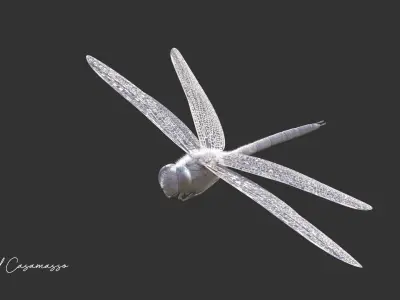 Anax imperator - Static 3D model