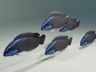 Springeri Dottyback Fish 3D model