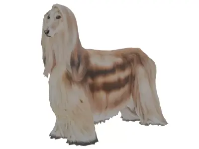 Afghan hound Low-poly 3D model