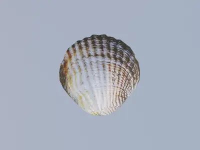 Simple Beach Shell Free 3D model