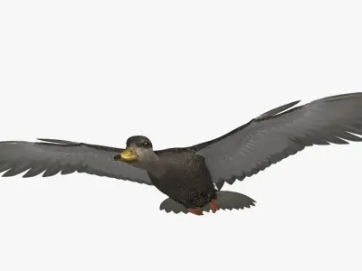 Anas Rubripes "American Black Duck" 3D model