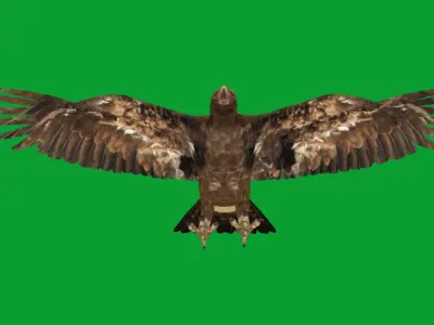 Golden Eagle Bird Low-poly 3D model