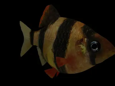 tiger barb Low-poly 3D model