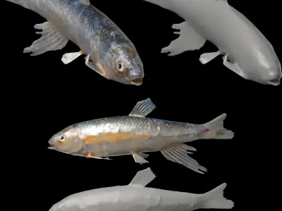 Freshwater Fish Pack 3D model