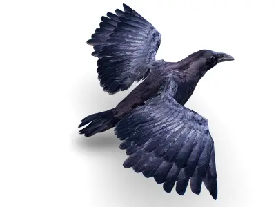 Low Poly Black Raven Wild Bird Crow Low-poly 3D model