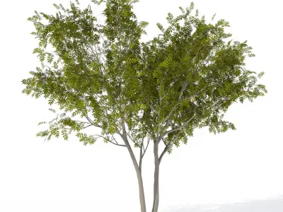 XfrogPlants European Mountain Ash 1 3D model