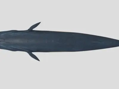 Fin-Whale Animated Low-poly Low-poly 3D model