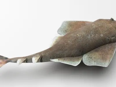Angel Shark 3D model