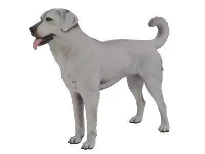 Akbash Dog Low-poly 3D model