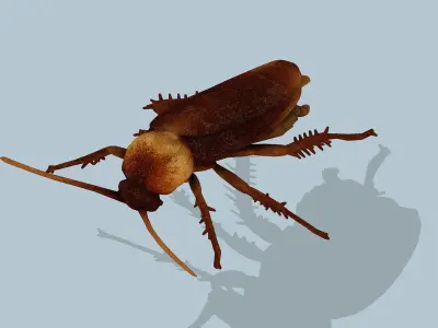 Cockroach Low-poly 3D model