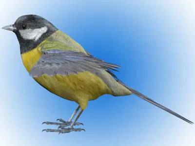 Great tit bird 3D model